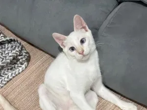 Gato raça SRD-ViraLata idade 7 a 11 meses nome Bento