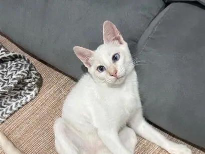 Gato raça SRD-ViraLata idade 7 a 11 meses nome Bento