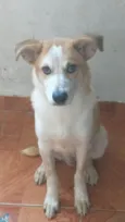 hoggi