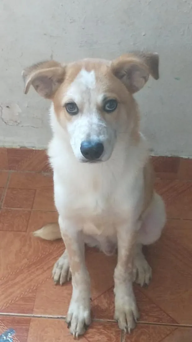 Cachorro raça SRD-ViraLata idade 2 a 6 meses nome hoggi