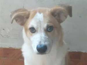 Cachorro raça SRD-ViraLata idade 2 a 6 meses nome hoggi