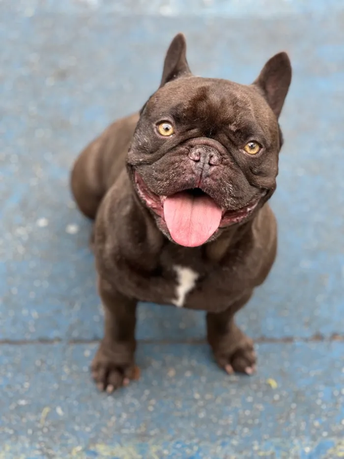 Cachorro raça SRD-ViraLata idade 6 ou mais anos nome Niko
