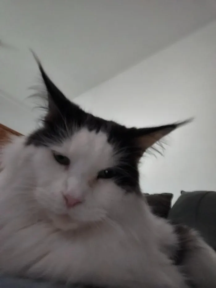 Gato raça Angorá idade 2 anos nome Paul