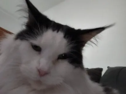 Gato raça Angorá idade 2 anos nome Paul