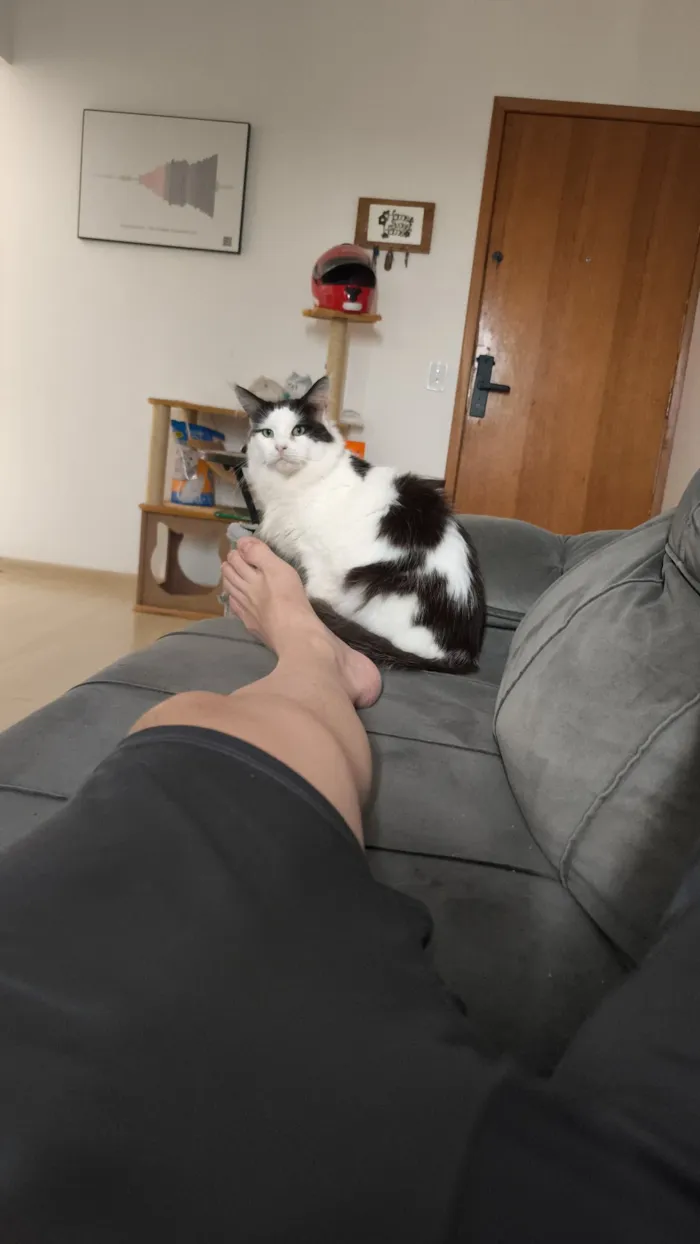 Gato raça Angorá idade 2 anos nome Paul