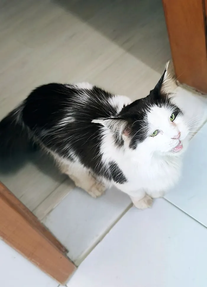 Gato raça Angorá idade 2 anos nome Paul