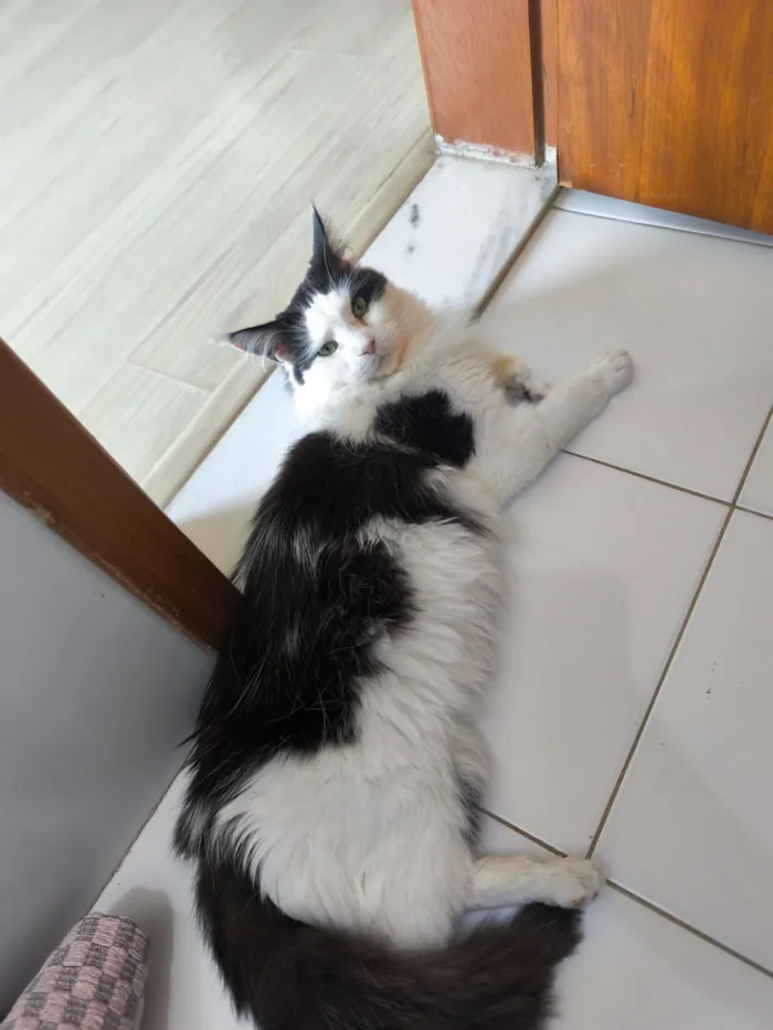 Gato raça Angorá idade 2 anos nome Paul