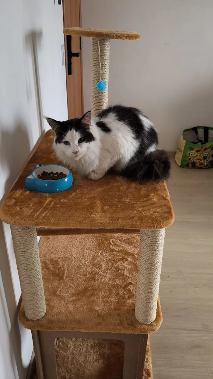 Gato raça Angorá idade 2 anos nome Paul