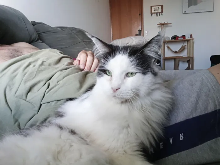 Gato raça Angorá idade 2 anos nome Paul