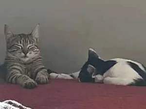 Gato raça SRD-ViraLata idade 2 a 6 meses nome Senhorita Marshmalow