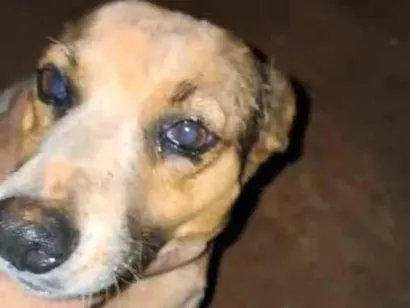 Cachorro raça SRD-ViraLata idade 1 ano nome nina