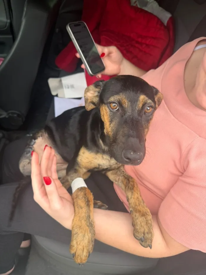 Cachorro raça SRD-ViraLata idade 7 a 11 meses nome Guerreira 