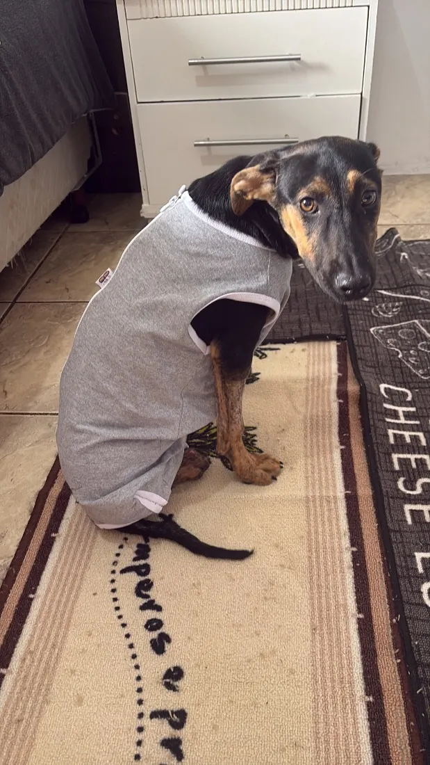 Cachorro raça SRD-ViraLata idade 7 a 11 meses nome Guerreira 