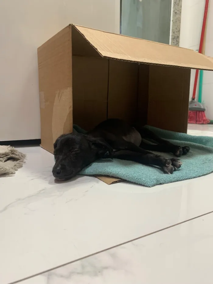 Cachorro raça SRD-ViraLata idade 2 a 6 meses nome Lola