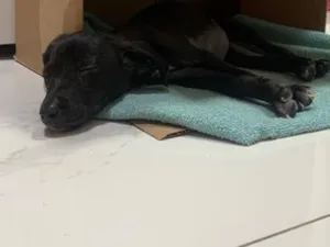 Cachorro raça SRD-ViraLata idade 2 a 6 meses nome Lola
