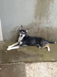 Laika