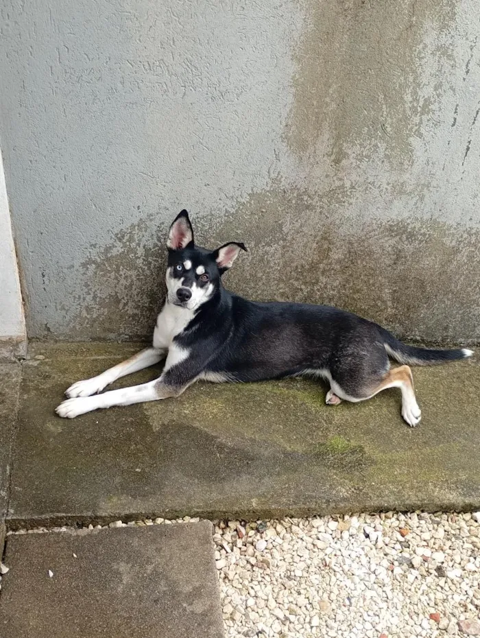 Cachorro raça SRD-ViraLata idade 1 ano nome Laika