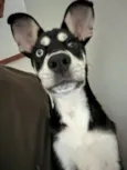 Laika