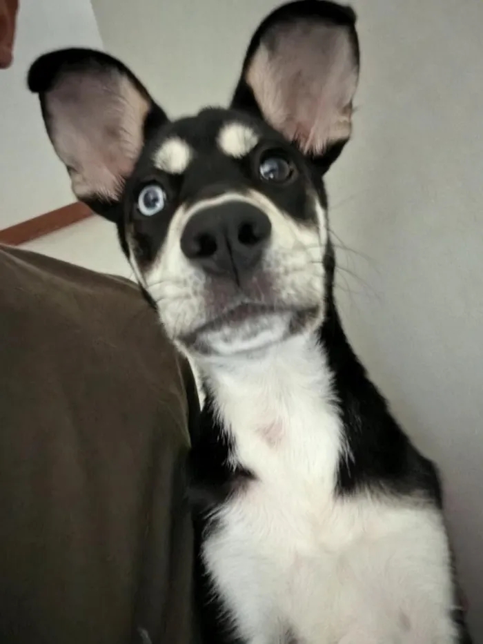 Cachorro raça SRD-ViraLata idade 1 ano nome Laika