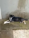 Laika