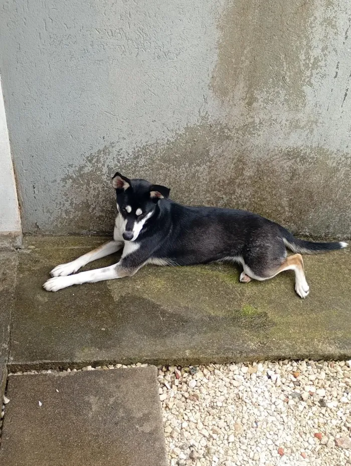Cachorro raça SRD-ViraLata idade 1 ano nome Laika