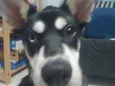 Laika