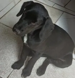 Cachorro raça SRD-ViraLata idade 2 a 6 meses nome Princesa 