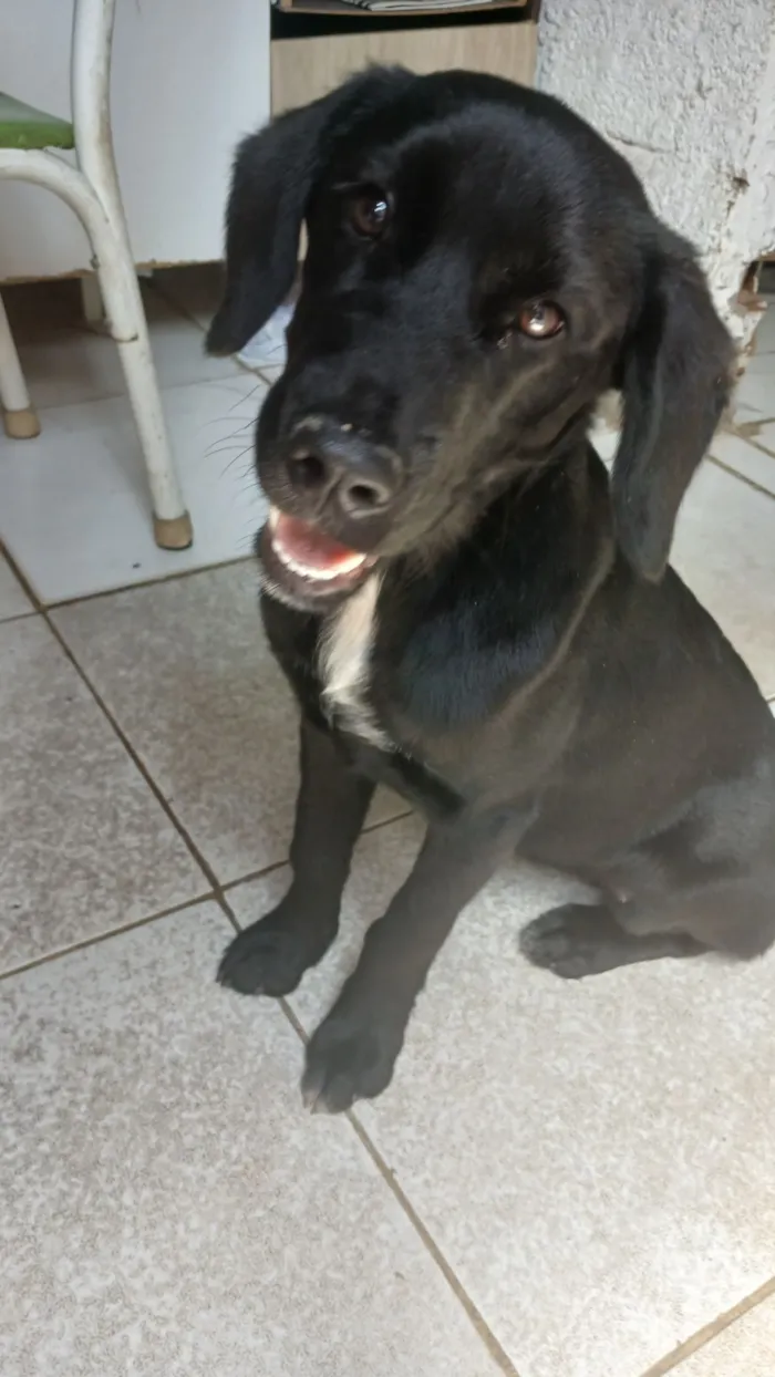 Cachorro raça SRD-ViraLata idade 2 a 6 meses nome Princesa 