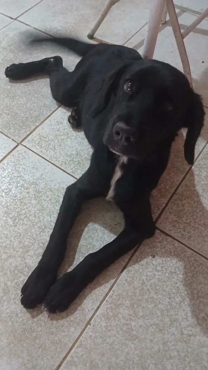 Cachorro raça SRD-ViraLata idade 2 a 6 meses nome Princesa 