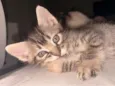Nala e Nico 