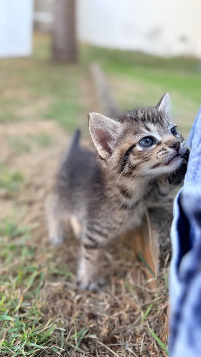 Gato raça SRD-ViraLata idade 2 a 6 meses nome Nala e Nico 