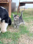 Nala e Nico 