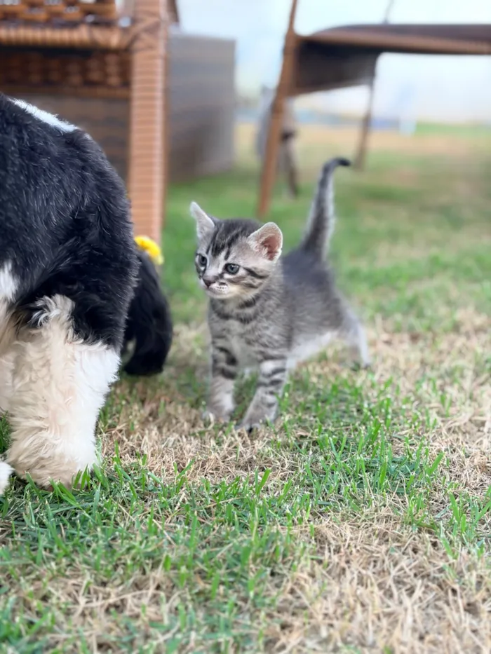 Gato raça SRD-ViraLata idade 2 a 6 meses nome Nala e Nico 