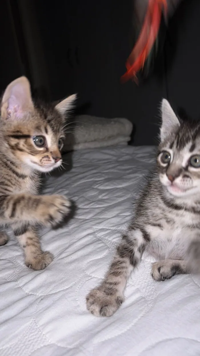 Gato raça SRD-ViraLata idade 2 a 6 meses nome Nala e Nico 