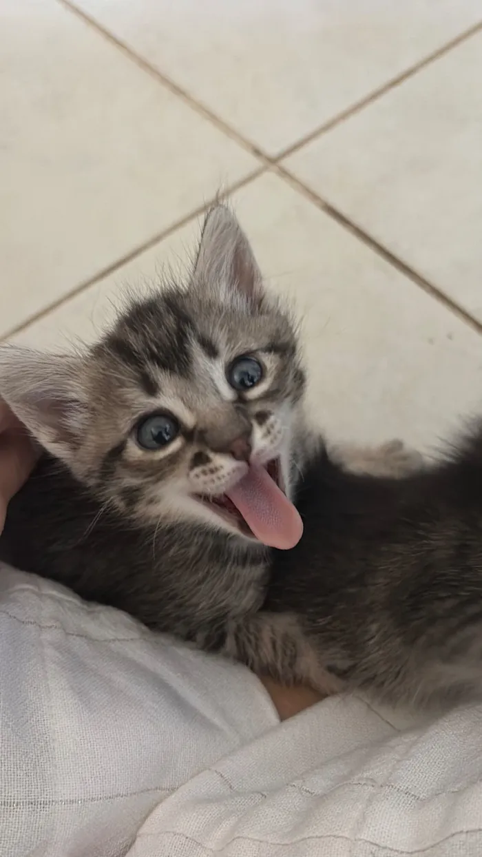 Gato raça SRD-ViraLata idade 2 a 6 meses nome Nala e Nico 