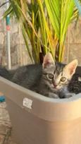 Nala e Nico 