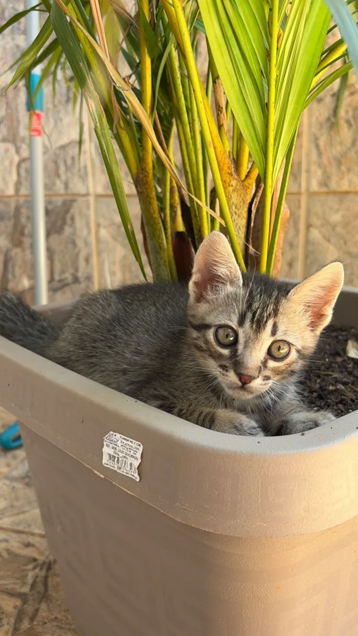 Gato raça SRD-ViraLata idade 2 a 6 meses nome Nala e Nico 