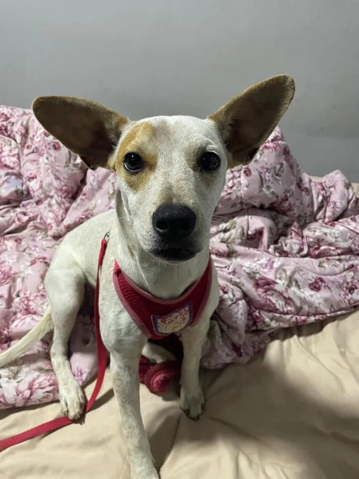Cachorro raça SRD-ViraLata idade 1 ano nome Filó