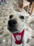 Filó