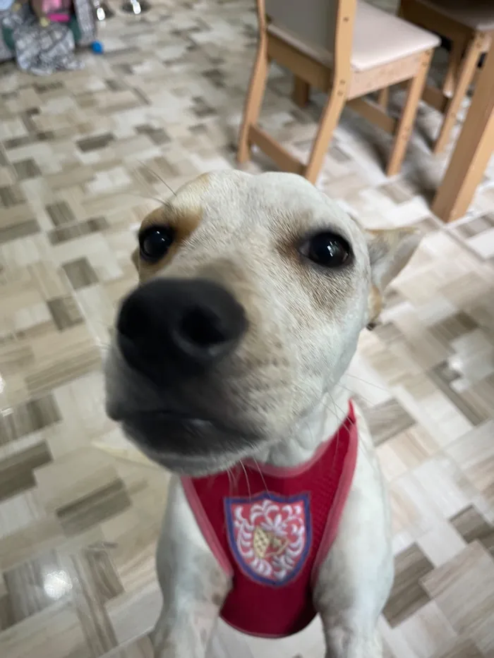 Cachorro raça SRD-ViraLata idade 1 ano nome Filó