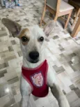 Filó