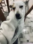 Filó