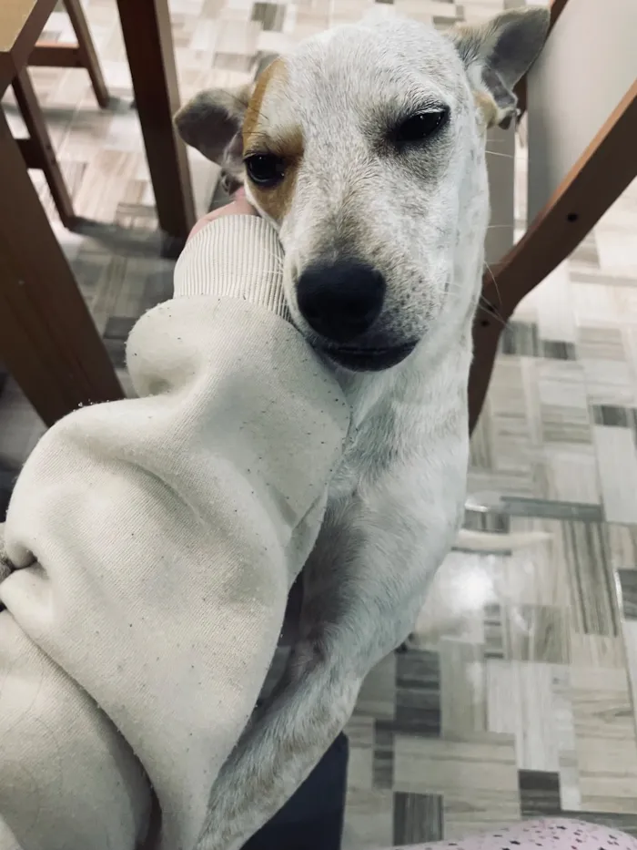 Cachorro raça SRD-ViraLata idade 1 ano nome Filó