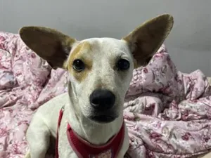 Cachorro raça SRD-ViraLata idade 1 ano nome Filó
