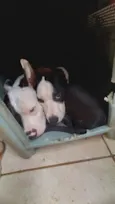 Raguinar e Zeus 