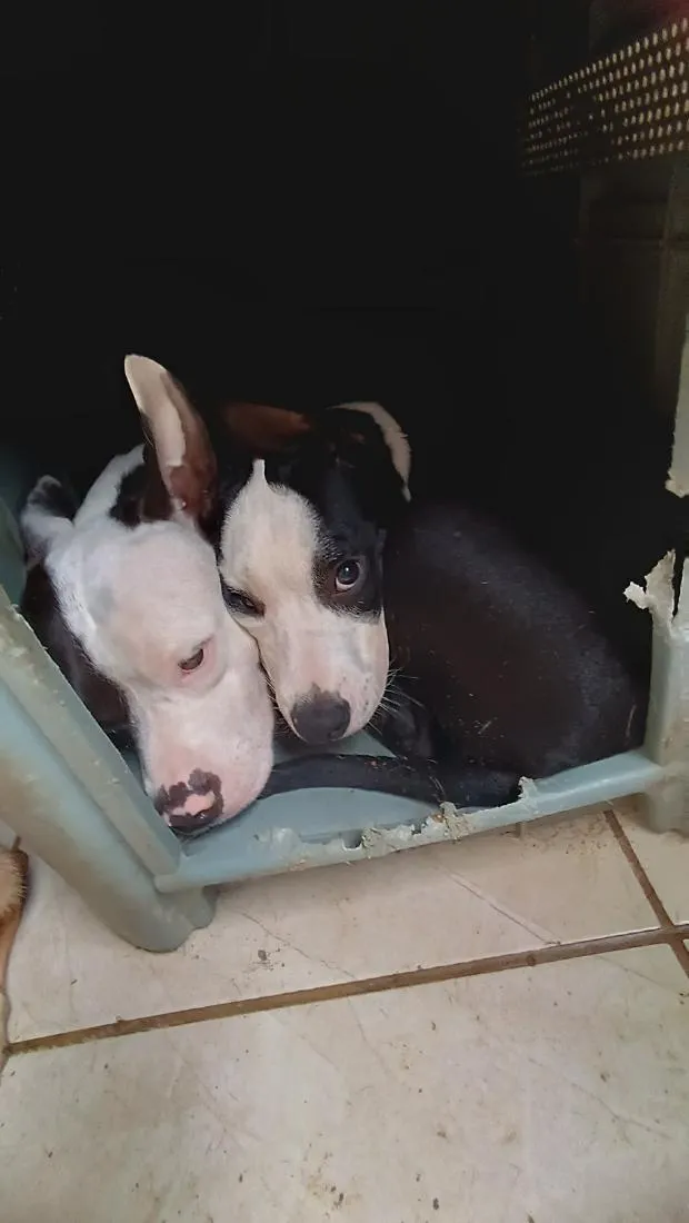Cachorro raça Pit-Bull idade 3 anos nome Raguinar e Zeus 