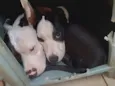 Raguinar e Zeus 