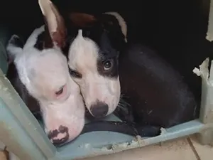 Cachorro raça Pit-Bull idade 3 anos nome Raguinar e Zeus 