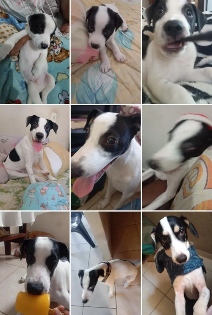 Cachorro raça SRD-ViraLata idade 3 anos nome Billy