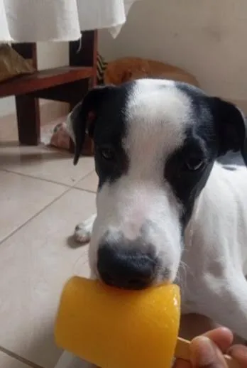 Cachorro raça SRD-ViraLata idade 3 anos nome Billy